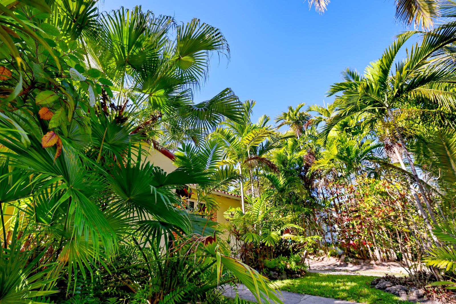 Rear garden view of the house surrounded by dense greenery