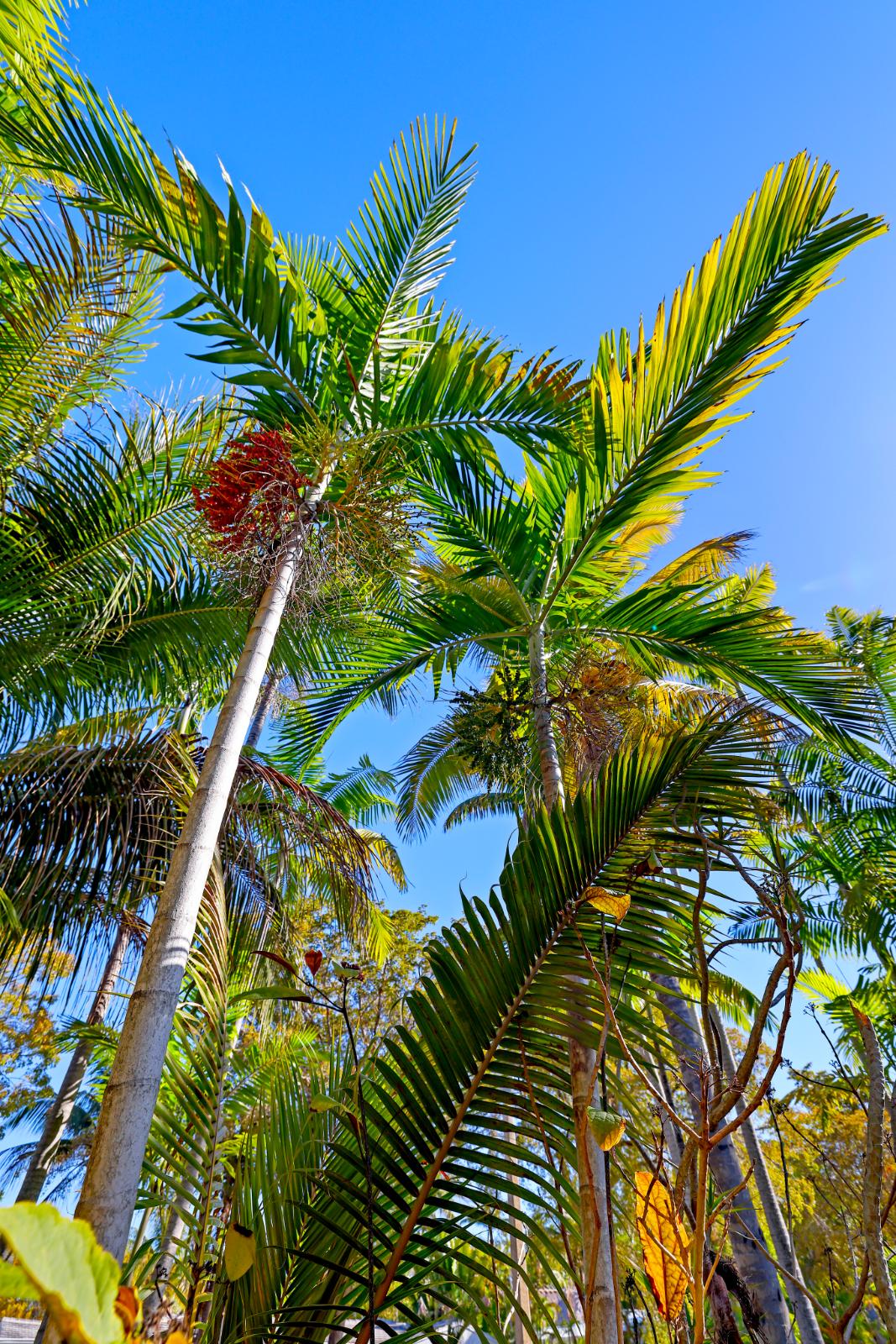 Upward view into mature palm trees over the tropical garden